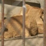 2 Lionesses Escape Khmelnytskyi Rehab Centre After Locks Broken; Hours-Long Search Ends Safely