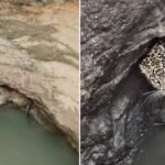 Indore News: Trapped Female Leopard Rescued From Open Well, Shifted To Zoo