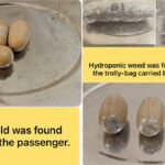 Mumbai Airport Customs Seize ₹45 Cr Drugs, ₹3.5 Crore Gold In Separate Cases