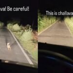 Omen Or Animal Behaviour? Woman Warns Of ‘Challava’ Spotting During Late Night Travel: Says, ‘This Is Terrifying, Be Careful’