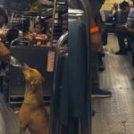 Heartwarming! Man Helps Stray Dog Drink Water Inside Mumbai Local Train, Video Goes Viral