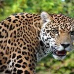 Jalgaon: Panic In Muktainagar As Leopard Enters Rest House, Captured After 3 Hours