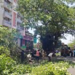 Nashik: NGT Extends Stay On Tree Felling Till June 19; Prior Approval Mandatory, Major Blow To Municipal Corporation