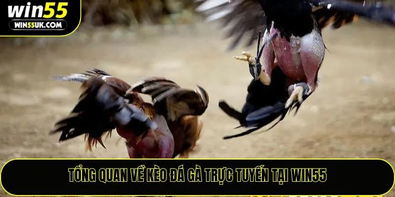 Kèo Đá Gà Trực Tuyến Win55 – Chìa Khóa Làm Chủ Mọi Trận Đấu
